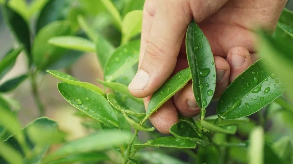 Lá chanh tươi có đặc tính kháng khuẩn và khử mùi, giúp cải thiện hiệu quả tình trạng hôi miệng